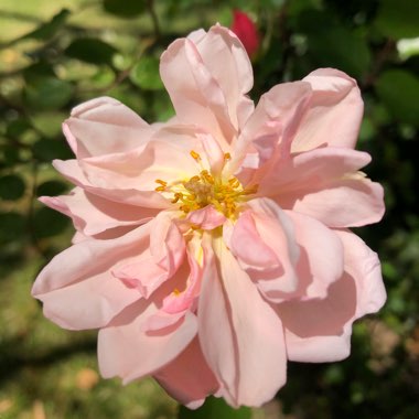 Rosa