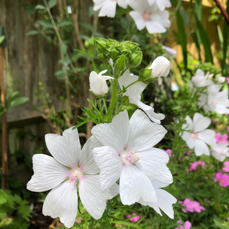 Plant image Malva moschata