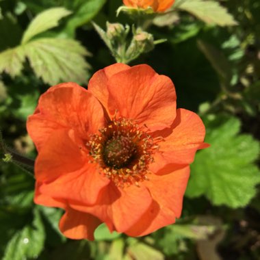 Geum 'Totally Tangerine'