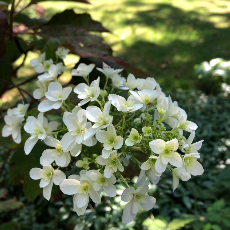 Plant image Hydrangea quercifolia 'Brido' syn. Hydrangea quercifolia 'Snowflake', Hydrangea quercifolia 'Flore Pleno'