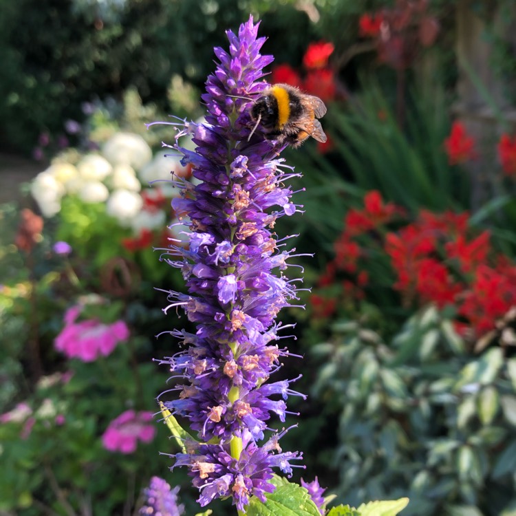 Plant image Agastache 'Black Adder'