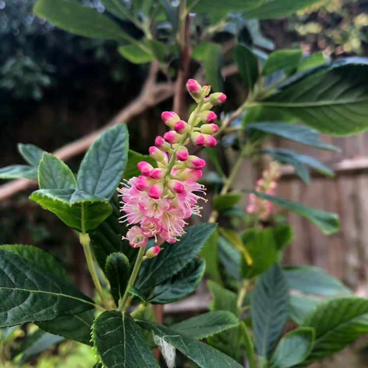 Plant image Clethra alnifolia 'Ruby Spice'