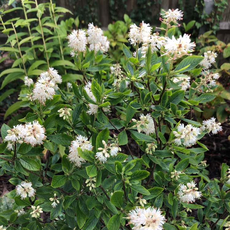 Plant image Clethra alnifolia 'Hummingbird'