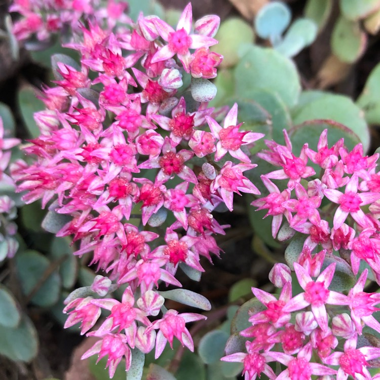 Plant image Sedum 'Rose Carpet'