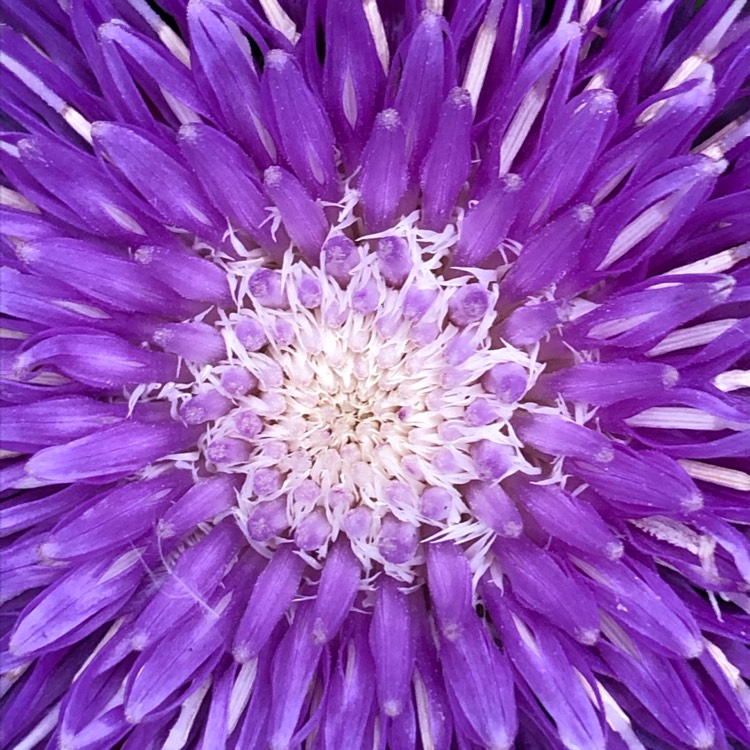 Plant image Stokesia 'Peachie's Pick'