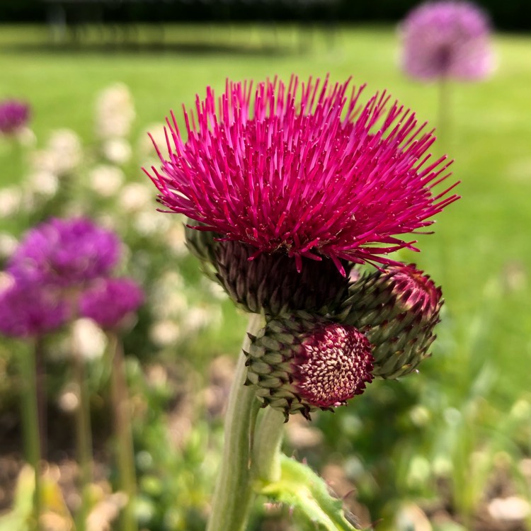 Plant image Cirsium rivulare 'Atropurpureum'