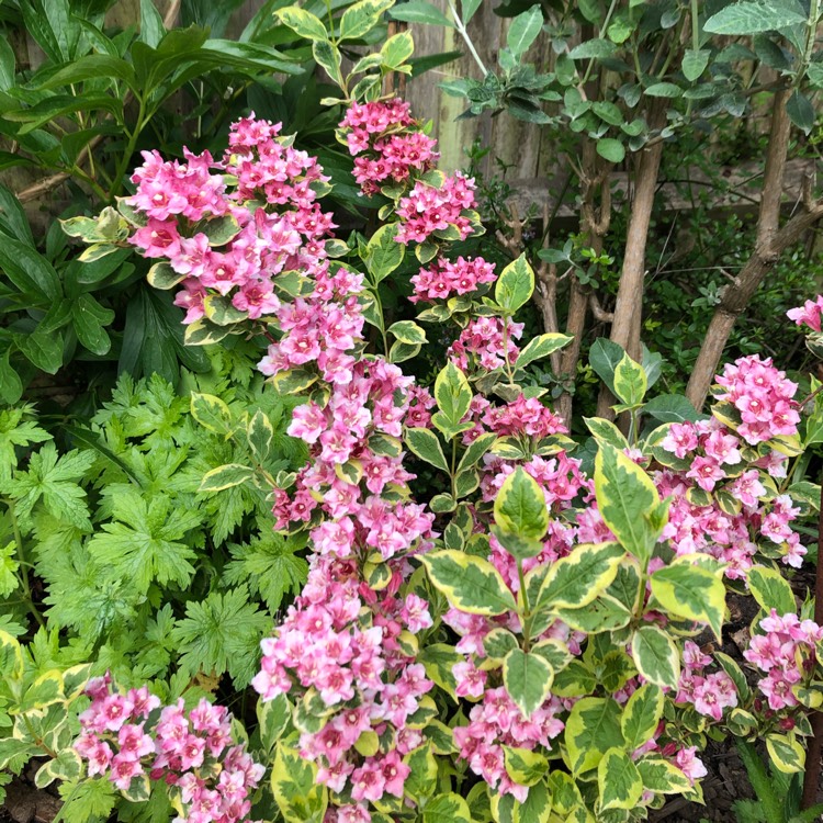 Plant image Weigela 'Kosteriana Variegata'