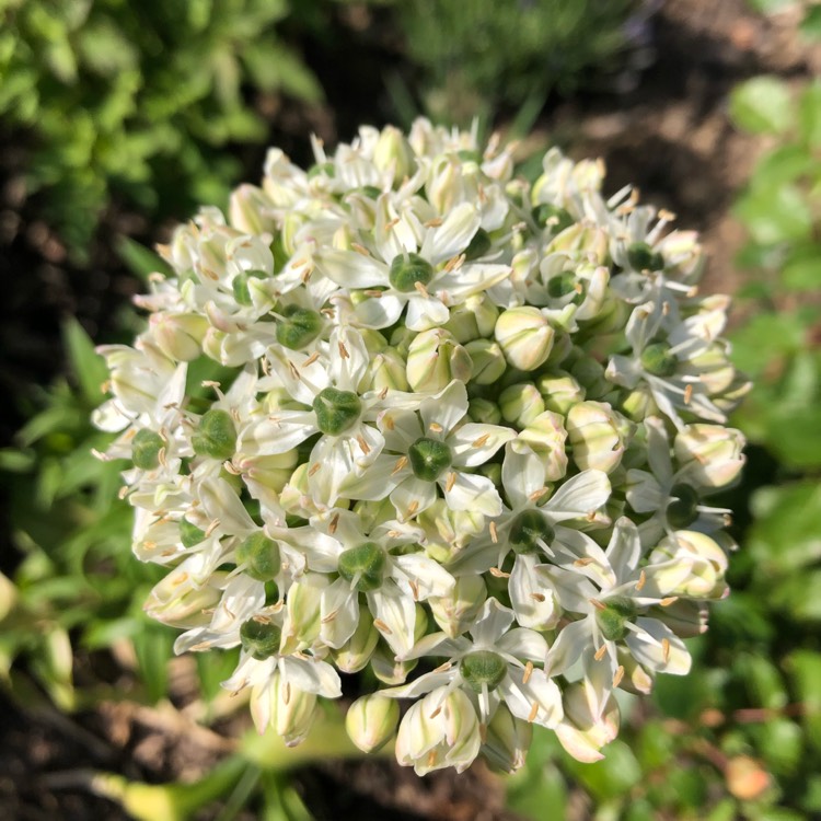 Plant image Allium nigrum syn. Allium multibulbosum, Allium nigrum var. multibulbosum