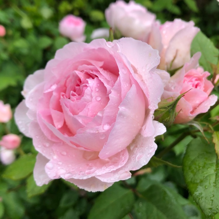 Plant image Rosa 'The Ancient Mariner'