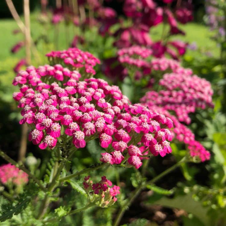 Plant image Achillea millefolium 'Summerwine'