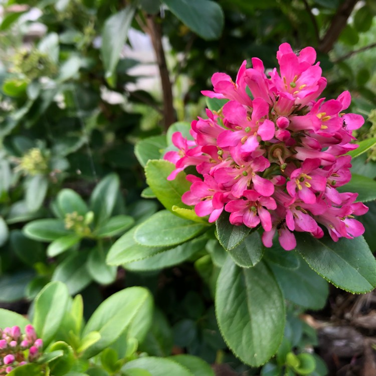 Plant image Escallonia 'Pink Elle'