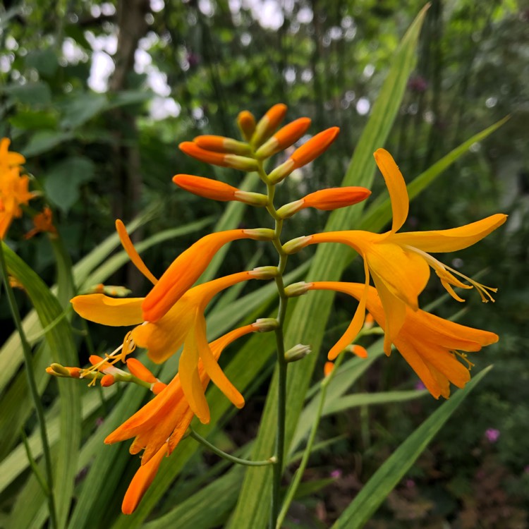 Plant image Crocosmia x crocosmiiflora 'George Davison'