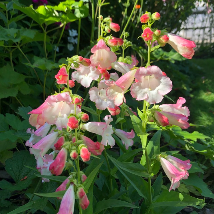 Plant image Penstemon 'Apple Blossom'