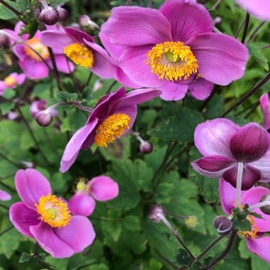 Anemone ‘Splendens'