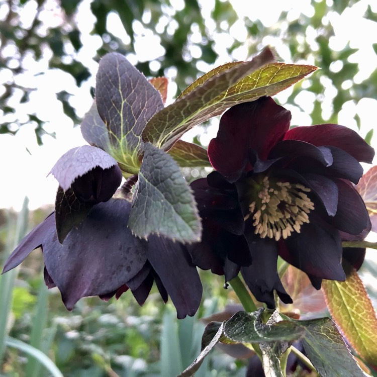 Plant image Helleborus x hybridus 'Harvington Double Purple'