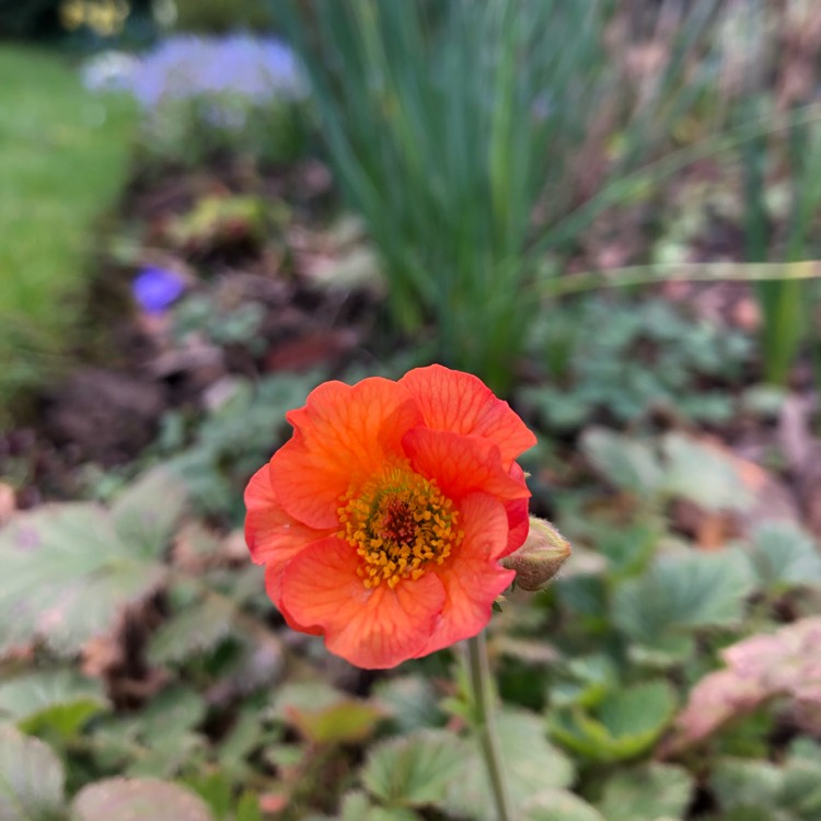 Plant image Geum 'Totally Tangerine'