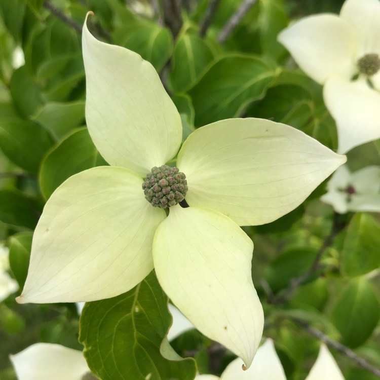 Plant image Cornus kousa 'China Girl'