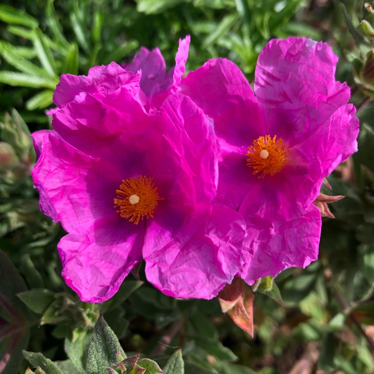 Plant image Cistus x pulverulentus 'Sunset'