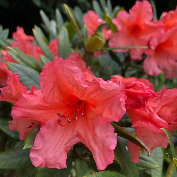 Plant image Rhododendron 'Tortoiseshell Orange'