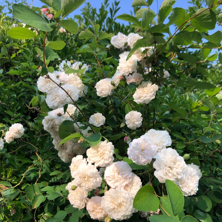 Plant image Rosa (Rambler)