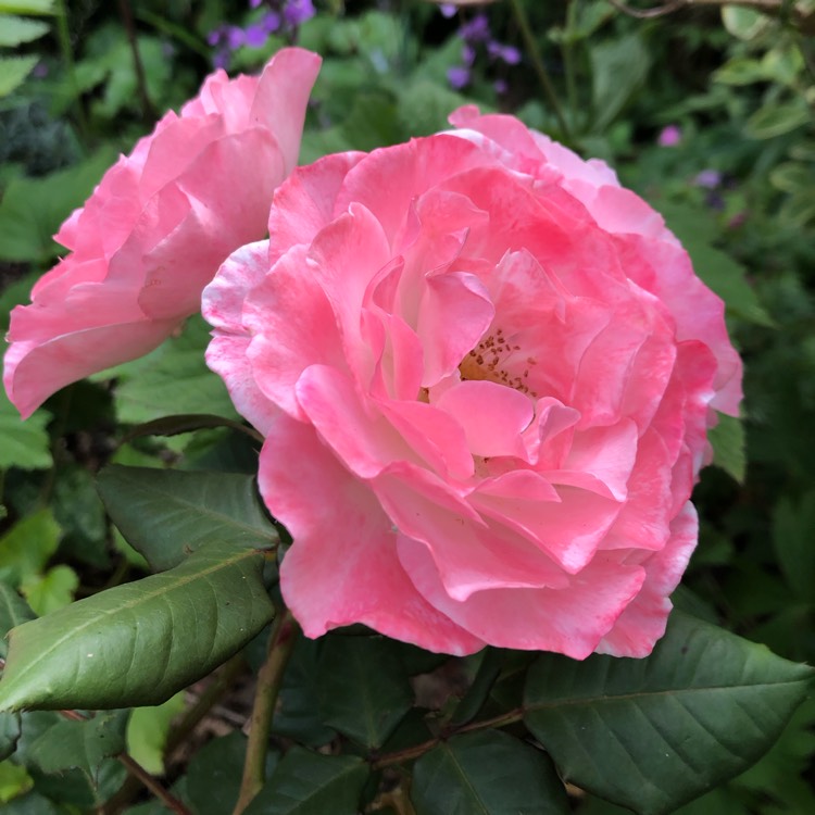 Plant image Rosa 'English Miss'