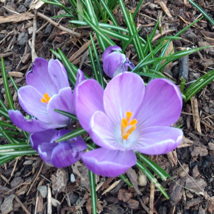 Plant image Crocus vernus