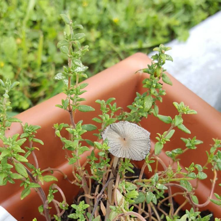 Plant image Thymus Vulgaris 'German'