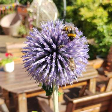 Globe Thistle