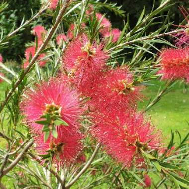 Bottlebrush