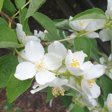 Mock Orange