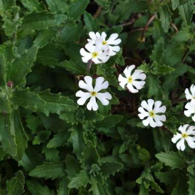 Night Scented Phlox 'Star Balsam'