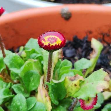 Double Flowered Daisy