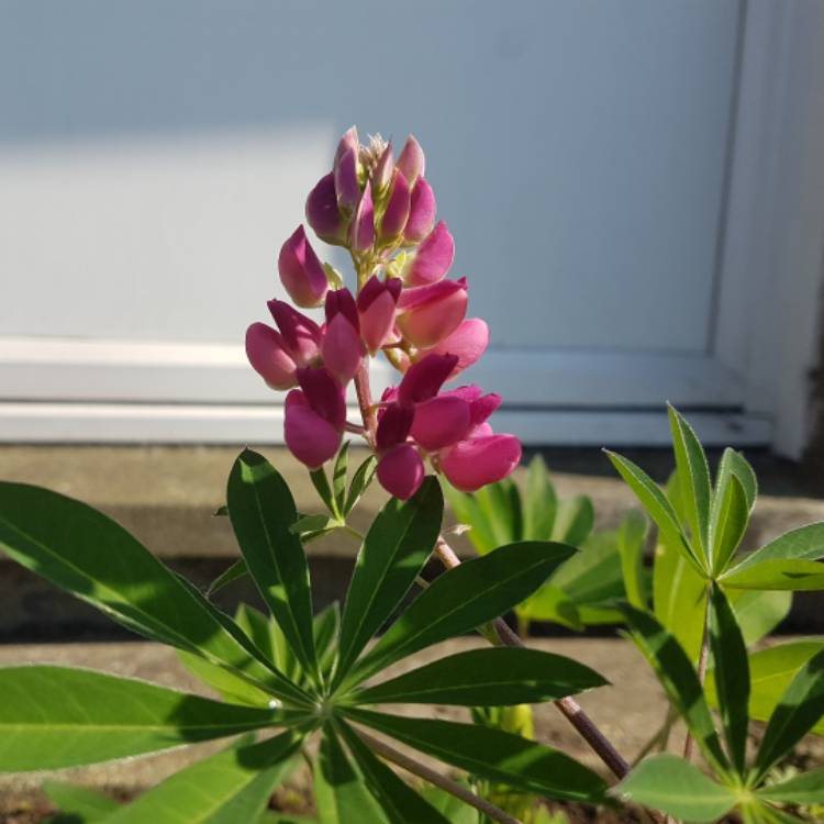 Plant image Lupinus 'Gallery Rose'