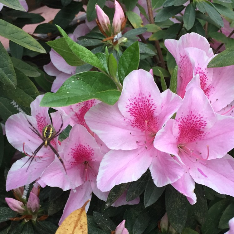 Plant image Rhododendron indicum 'Exquisite'