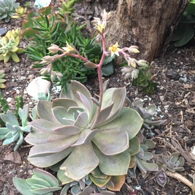 xGraptoveria Douglas Huth