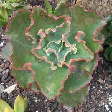 Echeveria Curly Locks