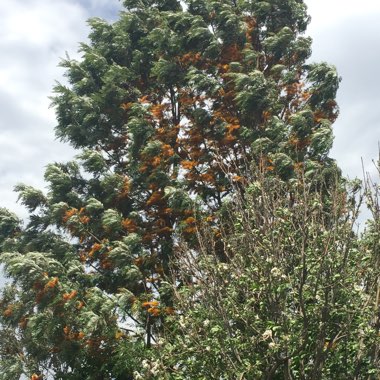 Grevillea robusta