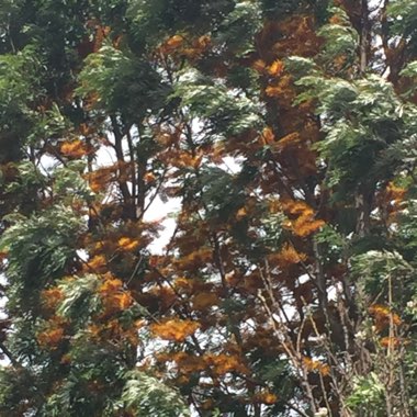 Silky Oak