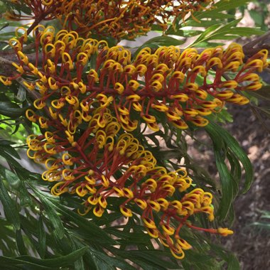 Silky Oak