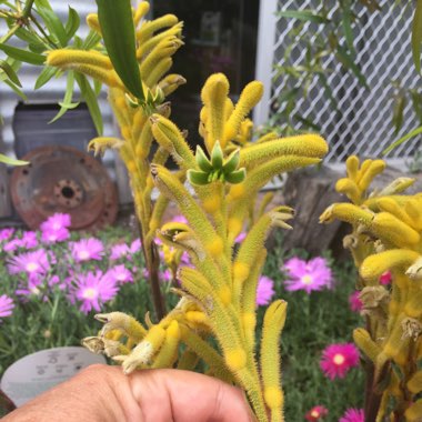 Kangaroo Paw 'Bush Bonanza' (Bush Gems series)