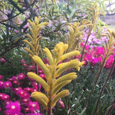 Kangaroo Paw 'Bush Bonanza' (Bush Gems series)