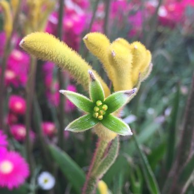 Kangaroo Paw 'Bush Bonanza' (Bush Gems series)