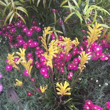 Kangaroo Paw 'Bush Bonanza' (Bush Gems series)