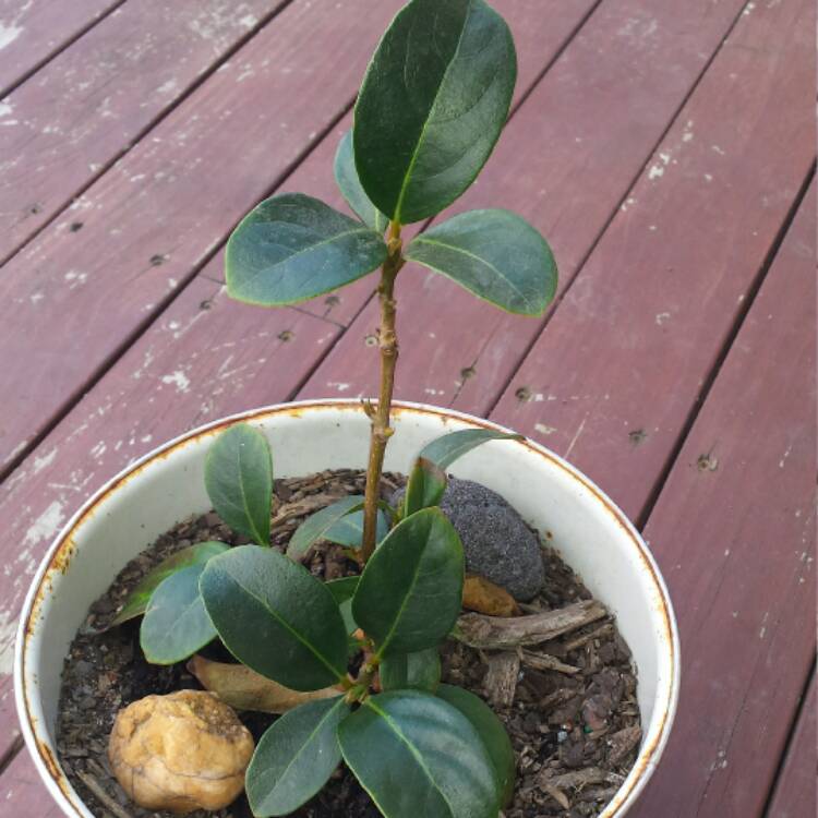 Plant image Viburnum bitchiuense