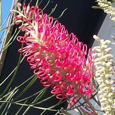 Grevillea 'Robyn Gordon'