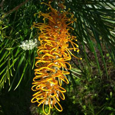 Grevillea 'Honey Gem'