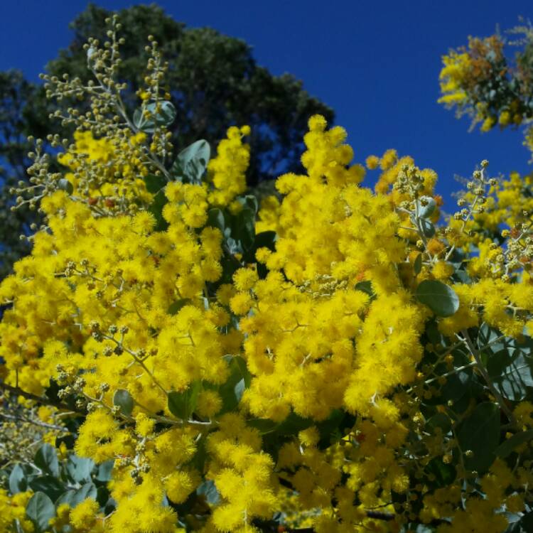 Plant image Acacia pycnantha