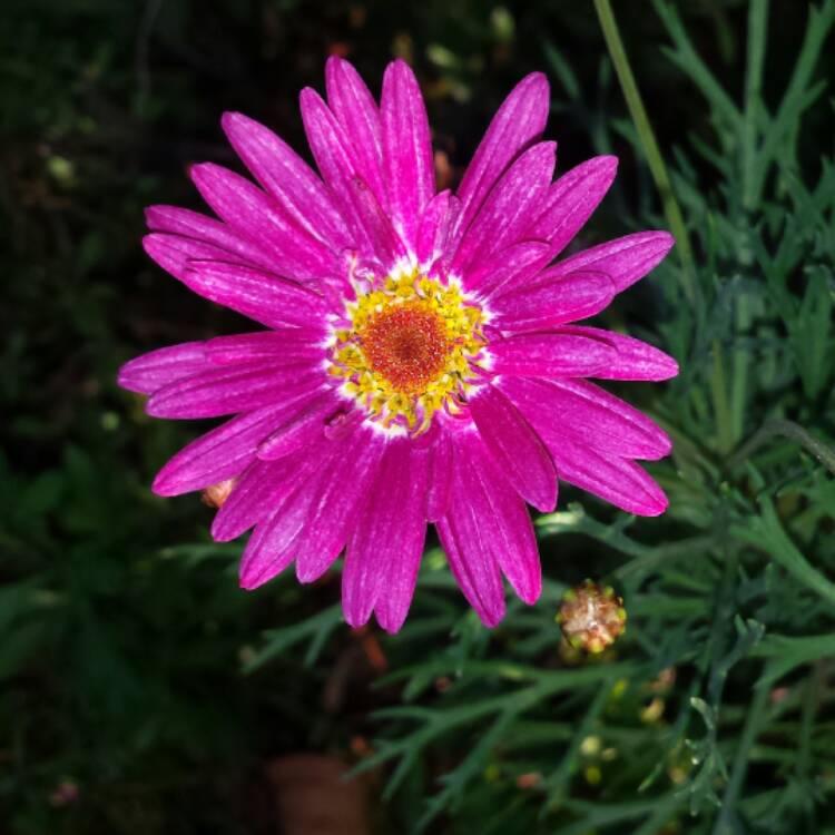 Plant image Argyranthemum frutescens 'Comet Pink'