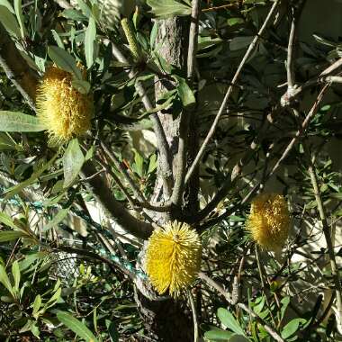 Banksia lehmanniana