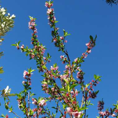 Prunus persica